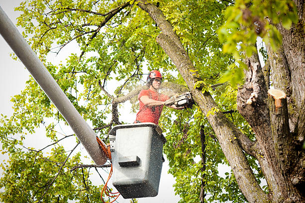 Reliable Franklin, TX Tree Service Solutions